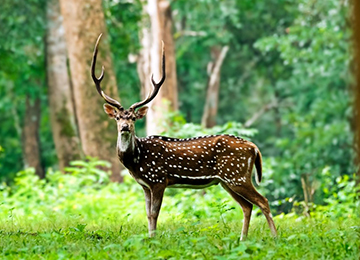 Jungle Resort in Kabini