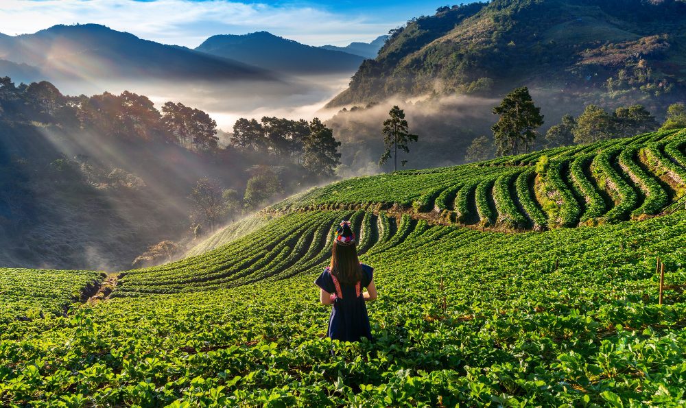 best luxury resort in Wayanad