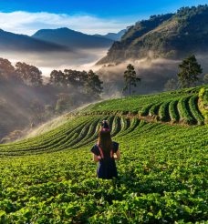 Mystery Maze Resort in Wayanad – A Luxury Stay Rooted in Nature & History